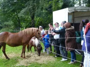 Die Pferde der Reittherapie stoßen bei den Besuchern auf großes Interesse.