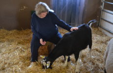 ältere Frau streichelt Ziege bei einem tiergestützten Therapieangebot