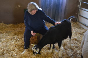 ältere Frau streichelt Ziege bei einem tiergestützten Therapieangebot